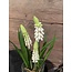 # Witte druifjes in glazen potje "Muscari Desire" 17 cm