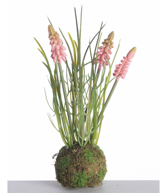 # Muscari x3 on Mossball L24cm Pink