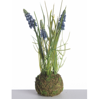 Muscari x3 on Mossball L24cm Blue