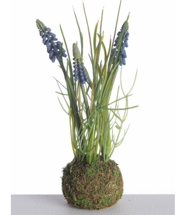 # Muscari x3 on Mossball L24cm Blue