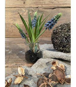 # Blauwe druifjes in glazen potje "Muscari Desire" 17 cm