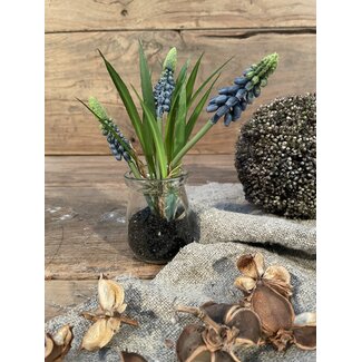 Blauwe druifjes in glazen potje "Muscari Desire" 17 cm