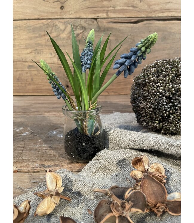 # Blauwe druifjes in glazen potje "Muscari Desire" 17 cm