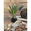 # Blauwe druifjes in glazen potje "Muscari Desire" 17 cm