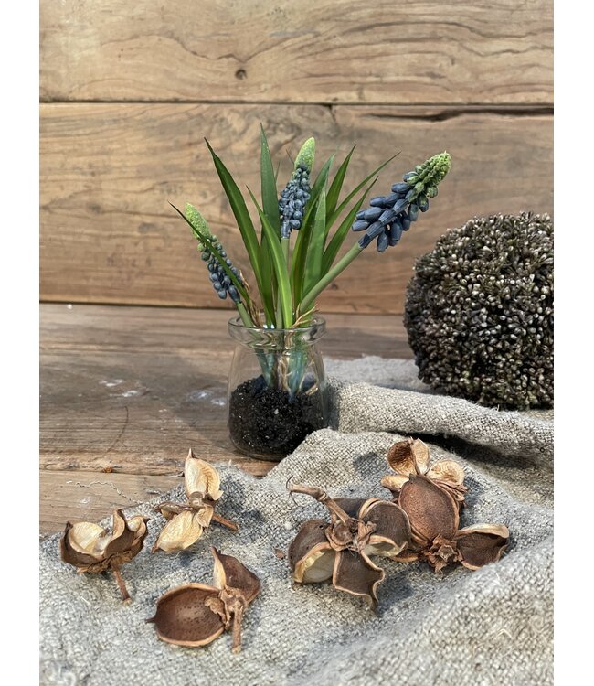 # Blauwe druifjes in glazen potje "Muscari Desire" 17 cm