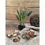 # Blauwe druifjes in glazen potje "Muscari Desire" 17 cm