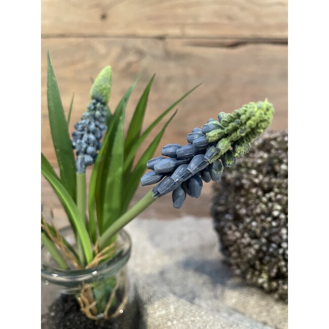 # Blauwe druifjes in glazen potje "Muscari Desire" 17 cm