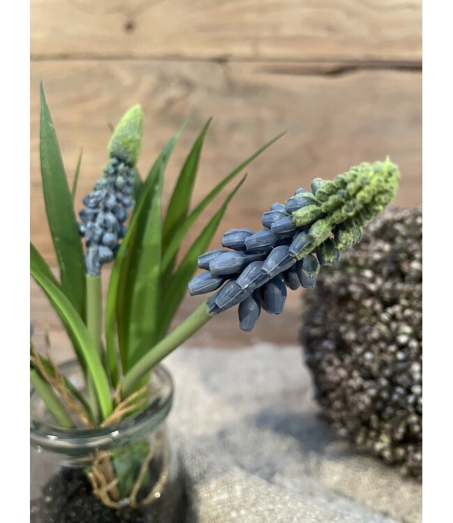 # Blauwe druifjes in glazen potje "Muscari Desire" 17 cm