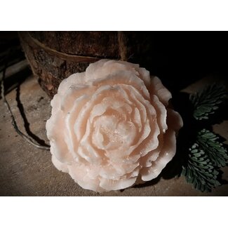 Geurroos : soft pink