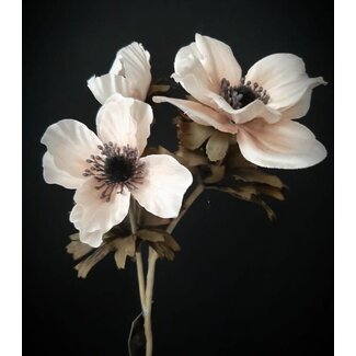 anemone 50 cm - creme pink