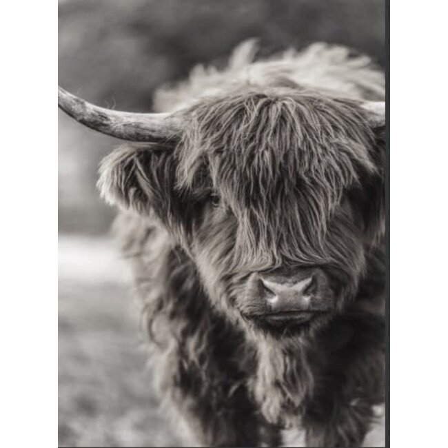 # 891 - afbeelding op hardboard - hooglander  - 14 x 19 cm