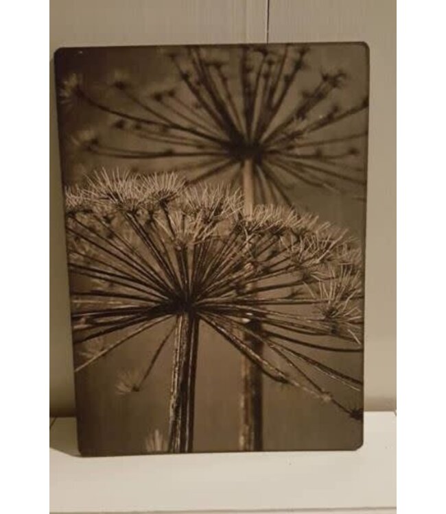 # 747 - Afbeelding op hardboard - berenklauw - 14 x 19 cm