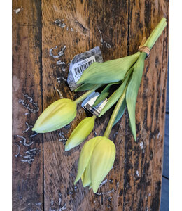 # tulip Sarah champagne -  bosje 3 stelen - 25 cm