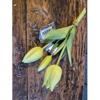 # tulip Sarah champagne -  bosje 3 stelen - 25 cm