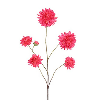 Countryfield # Bloem Beau Dahlia pinnata-48x27x98CM