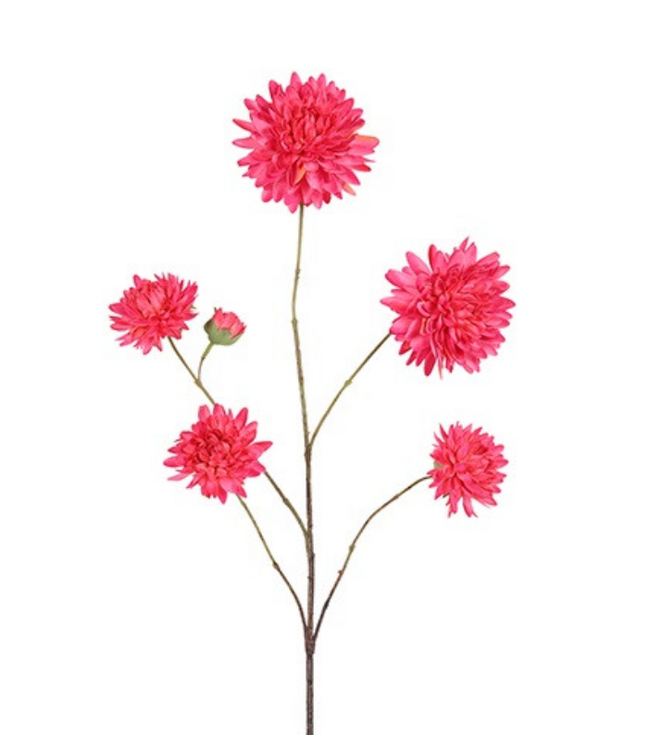 Countryfield # Bloem Beau Dahlia pinnata-48x27x98CM
