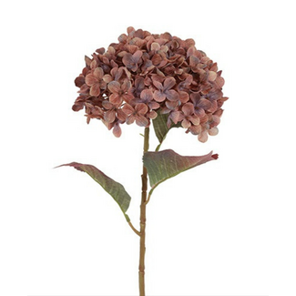 Countryfield Hydrangea  - hortensia - Aletta L koper-L22B22H70CM