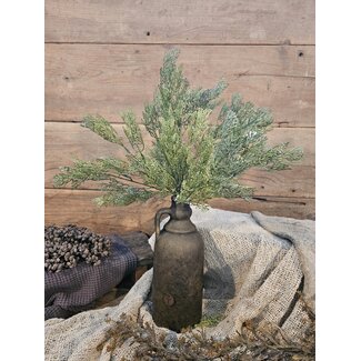 # DiLLWEED BUSH DELUXE 56 cm