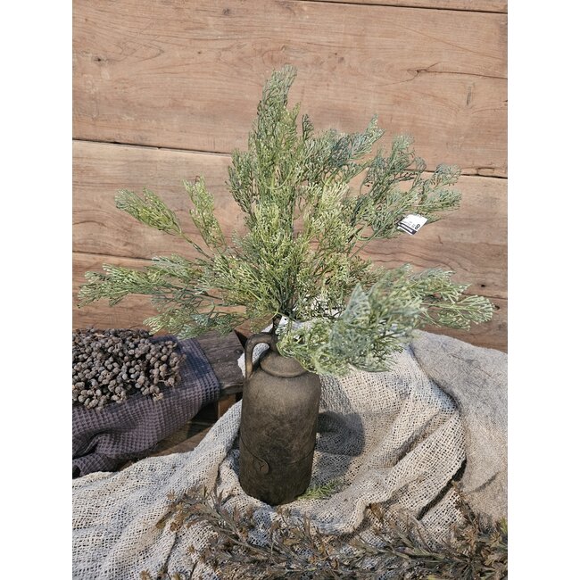 # DiLLWEED BUSH DELUXE 56 cm