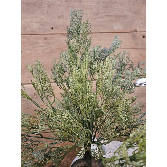 # DiLLWEED BUSH DELUXE 56 cm