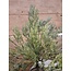 # DiLLWEED BUSH DELUXE 56 cm