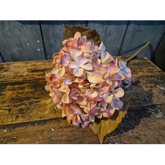 Countryfield # Bloem Hydrangea macrophylla Cas s roze-20x18x46CM