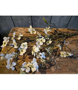 Countryfield # Bloem Cornus L crème-10x10x86CM