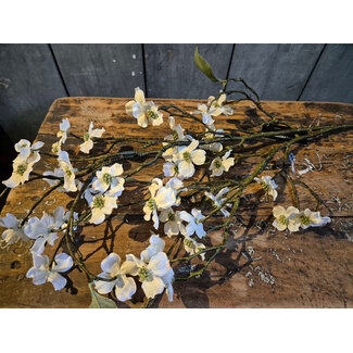 Countryfield # Bloem Cornus L crème-10x10x86CM