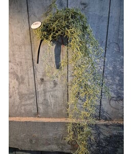 # Tilandsia hangin bush 90 cm