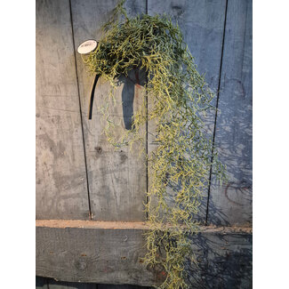 # Tilandsia hangin bush 90 cm