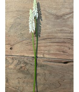 ## Witte druif "Muscari Stem" 45cm=