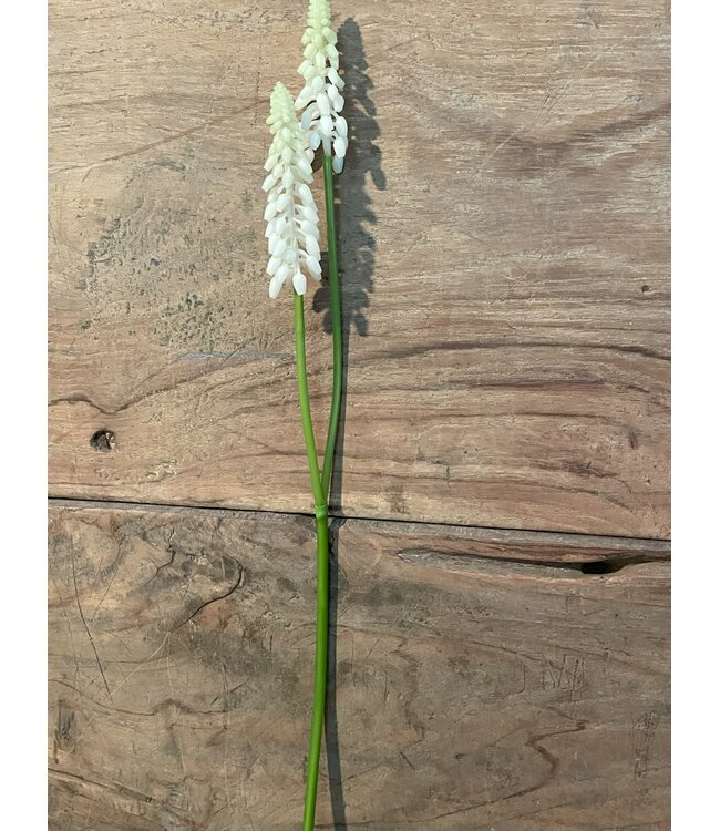 ## Witte druif "Muscari Stem" 45cm=