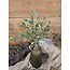 ## LIGUSTRUM BUSH 42 cm