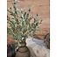 ## LIGUSTRUM BUSH 42 cm