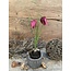 ## Kivietsbloem fritilaria beauty pink - 23 cm
