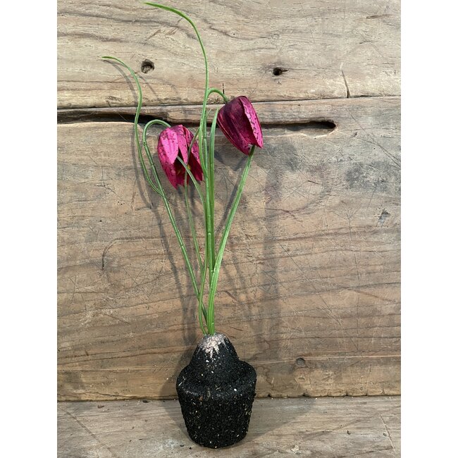 ## Kivietsbloem fritilaria beauty pink - 23 cm