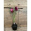 ## Kivietsbloem fritilaria beauty pink - 23 cm