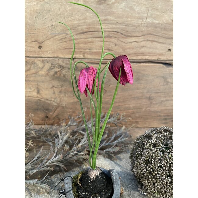 ## Kivietsbloem fritilaria beauty pink - 23 cm