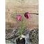 ## Kivietsbloem fritilaria beauty pink - 23 cm