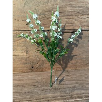 ## lavendula wit - 30 cm