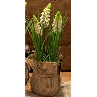 Countryfield # Witte druif in jute Muscari  - L8B8H20CM