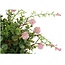 Countryfield # Deco halve bol Echinops/eucalipthus L roze-15B30H30CM