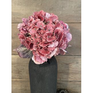 # hydrangea coralpink 79 cm - hortensia