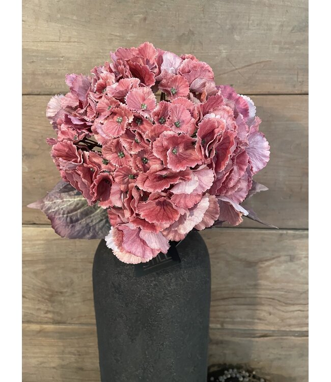# hydrangea coralpink 79 cm - hortensia