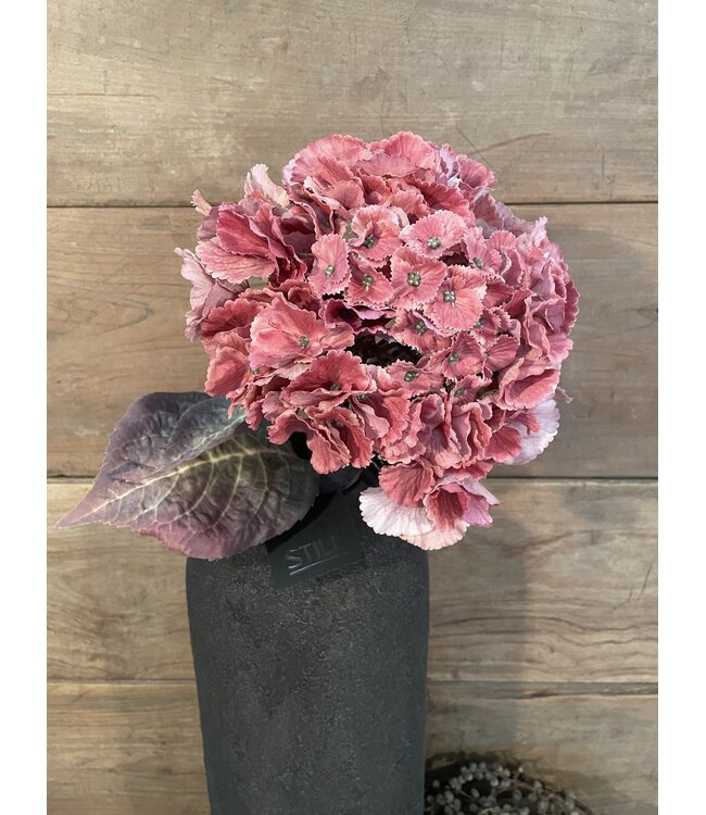 # hydrangea coralpink 79 cm - hortensia