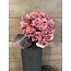 # hydrangea coralpink 79 cm - hortensia