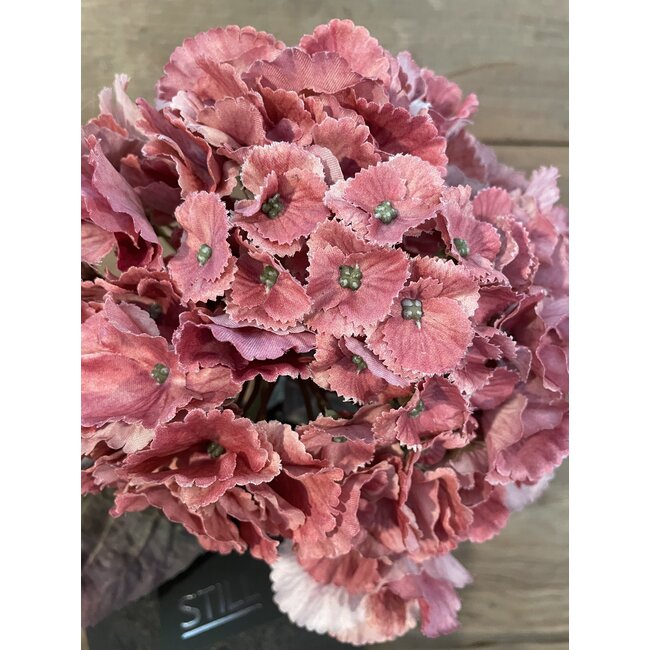 # hydrangea coralpink 79 cm - hortensia