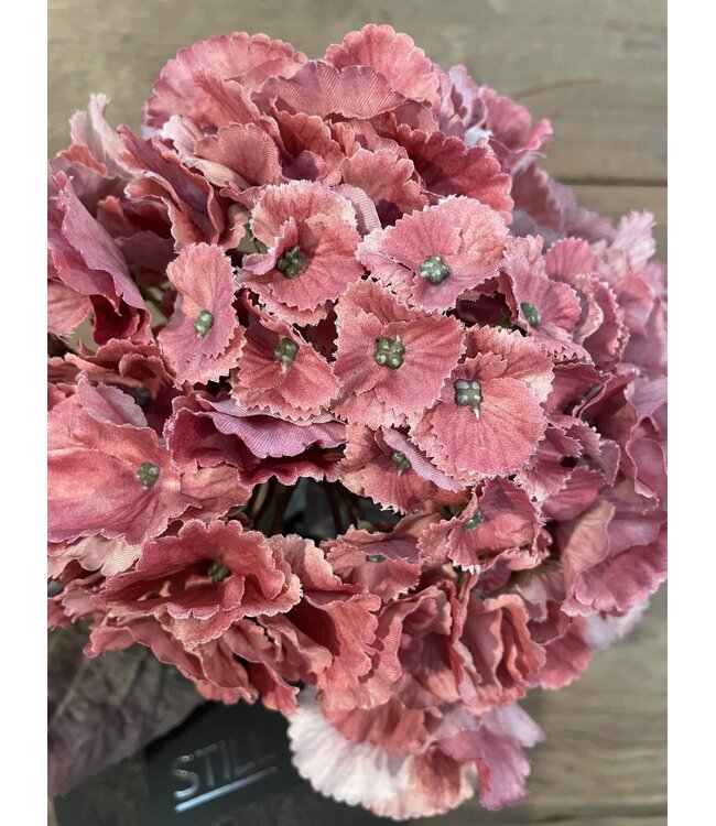 # hydrangea coralpink 79 cm - hortensia
