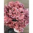 # hydrangea coralpink 79 cm - hortensia