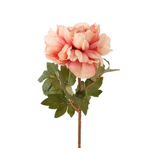 Countryfield Bloem Dahlia miranda roze-15x15x62CM